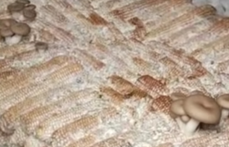 图片[3]-几百块钱在农村也能年入40万！9个月种植生意教你如何做到