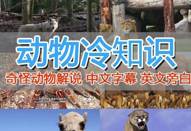 图片[1]-外面卖1699的国外动物中视频纪录片解说教程-资源网站