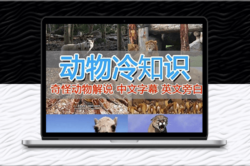 外面卖1699的国外动物中视频纪录片解说教程-资源网站