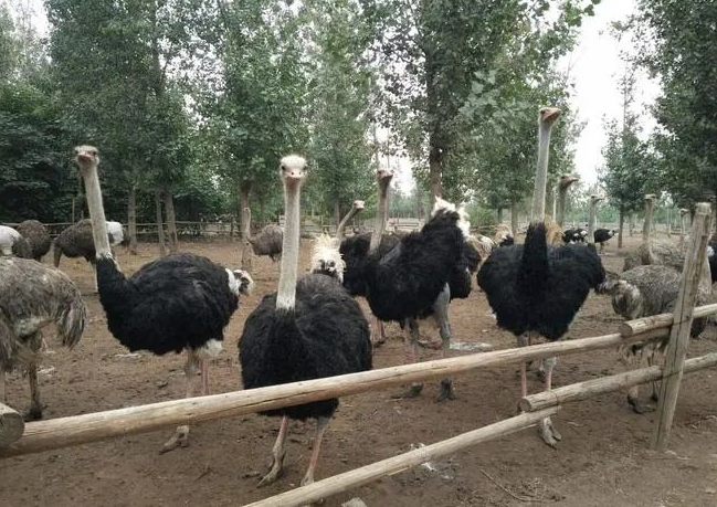 农村创业好项目_抓住鸵鸟养殖_一只利润3000左右！-资源网站