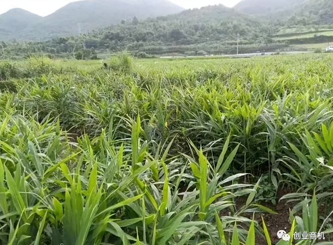 亩产31000斤，1斤卖9.5，种32亩地年入120万，利润高，谁种谁赚钱！-资源网站