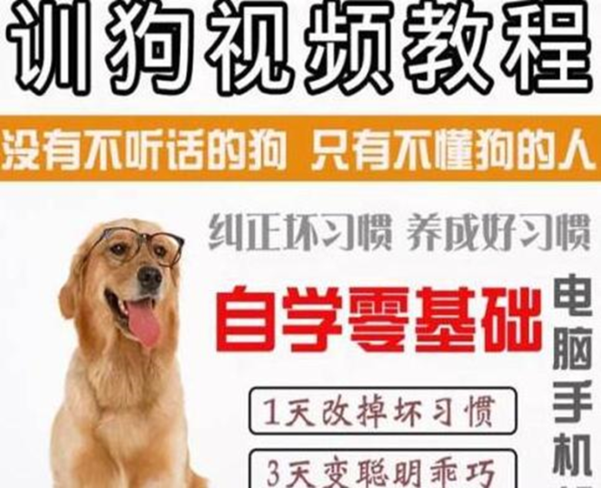 冷门蓝海暴利项目出售训狗视频及方法赚钱-资源网站